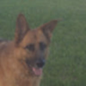 Meet your Posher, Penny